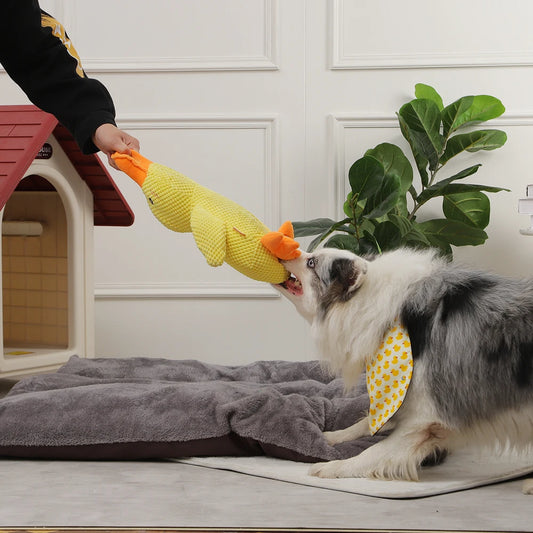 Quack Dreamer Dog Toy